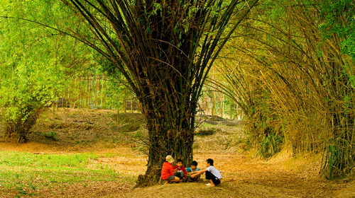 Biểu cảm về cây tre Việt Nam