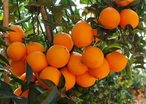 Tả cây cam trong vườn nhà em