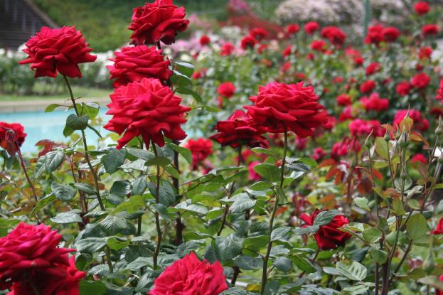 Tả cây hoa hồng trong vườn nhà em